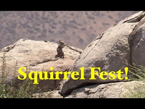 Squirrel Hunt Fest | Southern California | .25 cal Benjamin Marauder