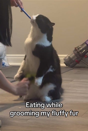Snacks for My Cat While Grooming