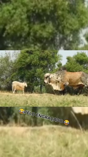 Bode brigando: Vídeos engraçados de brigas na rua no TikTok