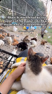 1K reactions · 97 shares | Only true animal lovers can relate to it!  | The Crazy Cats | Facebook