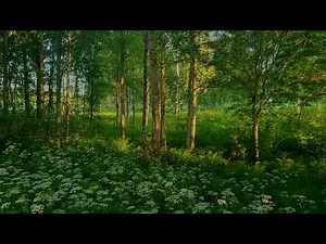Peaceful Summer Forest Ambience 🌲 Gentle Birdsong & Morning Sun | Sleep, Study, Relaxation