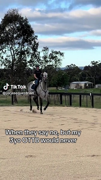 Understanding OTTB Behavior: Insights for Equestrians