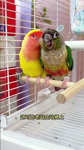 “OMG My Parrot Said WHAT?! 😱😂”“You Won’t Believe This Cute Parrot’s Reaction! 🐦💛”“My Parrot’s Funn