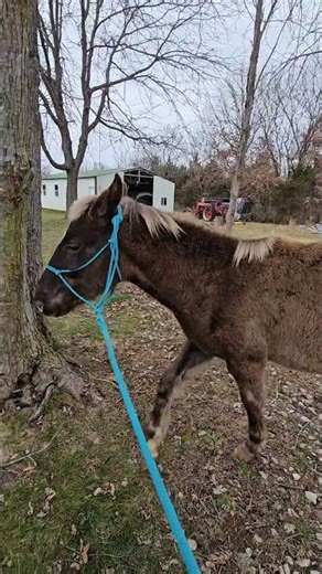 colt training trailer