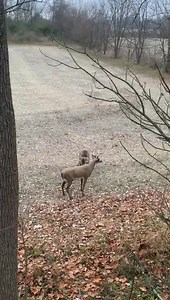 Markhor Hunting on Reels