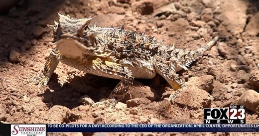 Documentary on the disappearance of the horny toad returns to Tulsa