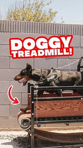 The safest exercise equipment, for dogs that lives in large metropolitan cities. Vid cred @themilesmeyer treadmill made by @cali.mills.818 | European Doberman Stud