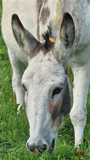 Donkey Life (Peace/Love)