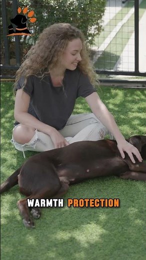Why Does Your Dog Sit On Your Feet (It’s Not Just For Warmth! 🐶👣)