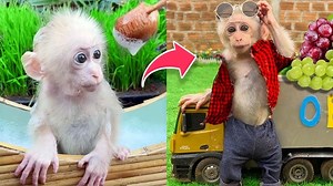 60K views · 1.4K reactions | The maturation process of the smart monkey Obi | Julius Monkeys | Facebook