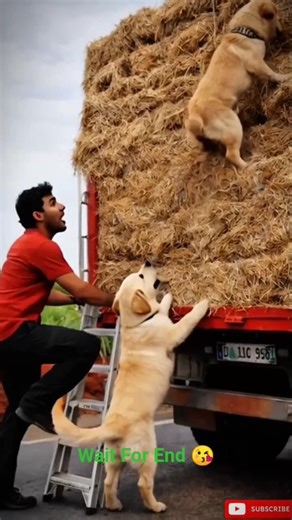 Labrador Stops Truck — Driver Frees Pup from Rope #dog #Labrador #rescue #truck
