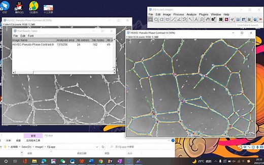 细胞管形成结果分析统计/Image J插件安装