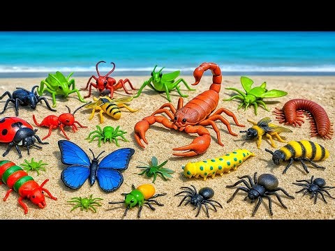Kids Learn | Bugs and Insects Names & Facts For Babies Toddlers Kids | Toy vs Real Bug Insect Fun