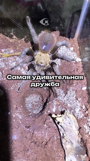 The Fascinating Relationship Between Tarantulas and Frogs