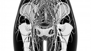female ovary is an organ in the female reproductive system produces an ovum.the fallopian tube into the uterus 3d animation
