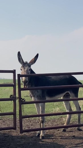 American mammoth donkey sings hellllooo #donkey