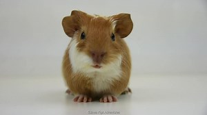 5.9K views · 752 reactions | Wheek wheek! | Guinea Pigs Adventures | Facebook