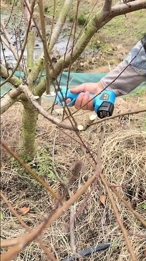 Peach 🍑 Tree Pruning Shears for Maximum Growth | Easy Pruning Tips for Bigger Harvests