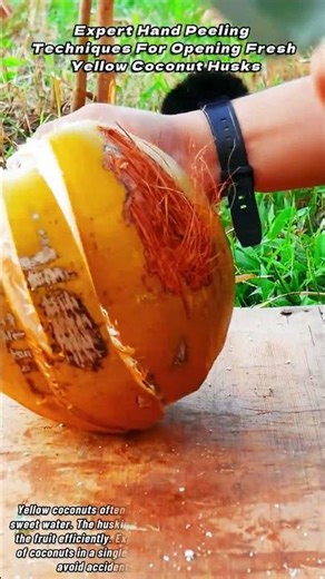 Expert Hand Peeling Techniques For Opening Fresh Yellow Coconut Husks
