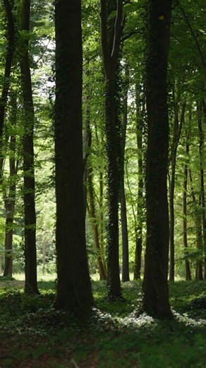 Discover contemporary art by world-renowned artists, set within 70 acres of woodland and wildflower meadows re-imagined by leading landscape designer Dan Pearson. ⭐️ Explore two new contemporary art galleries 🌱 Savour seasonal delights at café 24 🐾 Dogs Welcome | Goodwood Art Foundation