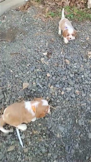 Cavalier King Charles Spaniel puppies playing