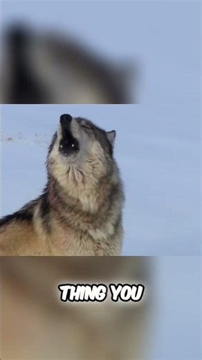 North America's Apex Hunters: Witness True Wilderness Survival