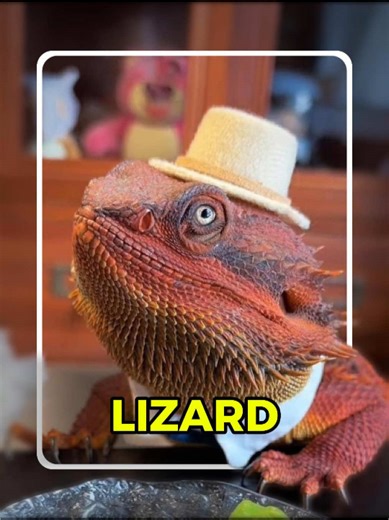 Is this lizard venomous?#usa🇺🇸 #fypシ #fyp #foryouu #lizard #learnontiktok #didyouknow