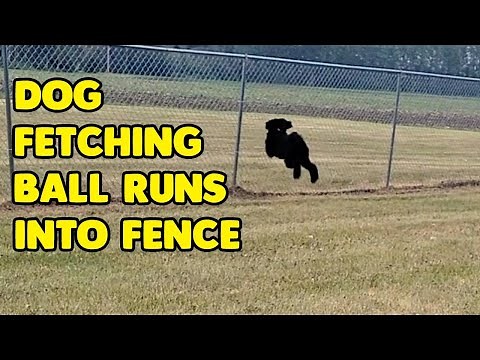 Excited Dog Runs Into Fence During Game Of Fetch