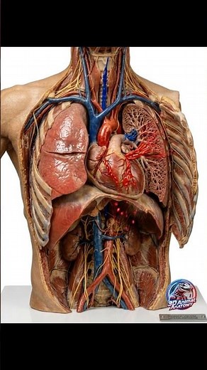Inside the Human Body: Thoracic Anatomy of the Heart and Lungs