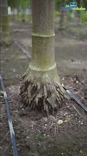 Structure of arecanut roots