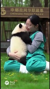 Panda's Cuddle Quest: From Fall to Fluff