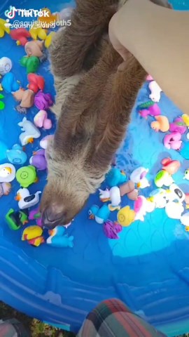 Splishin and splashin while taking her bath #petparent #twotoedsloth #foryou #sloth #bath #rubberducky #viral #fyp #4you