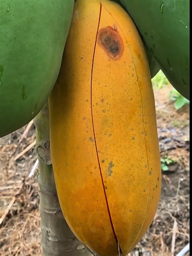 Top Fruit Tool Stores#fruittools #kitchengadgets #fruitsbasket