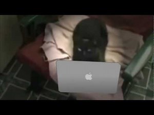 {YTP} ~ Some Screams Are At Cats