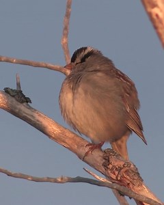 4.1K views · 740 reactions | The White-crowned Sparrow has been referred to as “the white rat of ornithology,” due to its popularity among scientists studying birds. Thanks to this sparrow, we have greater understanding of birds. Find out some of the fascinating studies focusing on this star subject: www.abcbirds.org/bird/white-crowned-sparrow/ Video: White-crowned Sparrow by Benjamin Clock/Macaulay Library at the Cornell Lab of Ornithology | American Bird Conservancy | Facebook