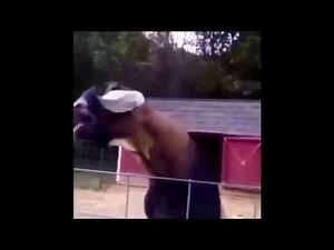 The "Goat" Remix. I Need You... I Miss You...