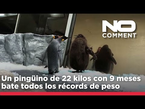 NO COMMENT: Un pingüino de 22 kilos con 9 meses bate todos los récords de peso