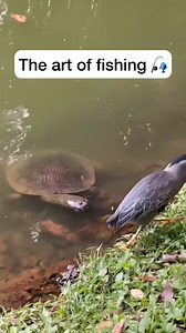 Smart Bird lol | Chilli69Palmer