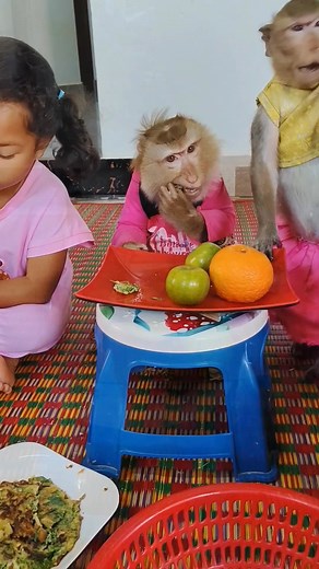 24K views · 1K reactions | Why you do like this 藍藍 | Rsa Times | Facebook