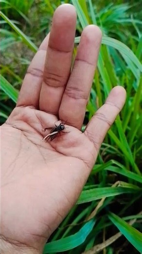baby cricket#animals#animalshorts