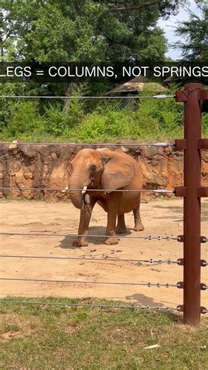 Elephants Physically Cannot Jump — It's Not About Weight