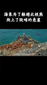 海象为了躲避北极熊，爬上了陡峭的悬崖 #趣聞 #大陸 #动物科普