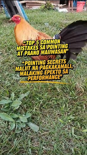 “Top 5 Common Mistakes sa Pointing at Paano Maiiwasan” “Alamin ang top 5 mistakes sa pointing ng manok at kung paano ito maiiwasan! 🐓 Maliit na detalye, malaking epekto sa performance! Obserbahan, basahin, at unawain ang bawat kilos ng alaga mo para laging nasa peak condition. 👍 Like kung gusto mo pa ng ganitong tips! 🔄 Share sa mga kaibigan mo na nag-aalaga rin ng manok 💬 Comment kung gusto mo ng mas marami pang tips sa pointing at conditioning 📌 Follow para lagi kang updated! #PointingTip