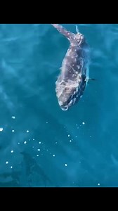 90K views · 2.3K reactions | Sunfish and whales off the Outer Banks coast today! By Herndon Boykin! | Outer Banks | Facebook