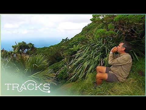 Exploring Lord Howe Island: What Lies Between Australia And New Zealand | TRACKS