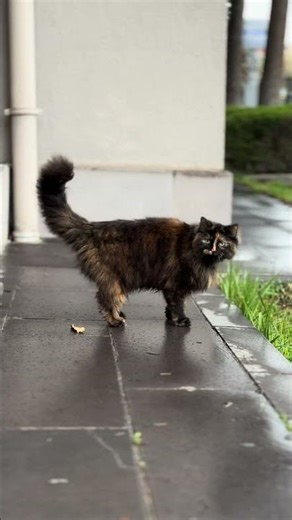 Yağmurdan Islanan kedinin komik halleri😻 #cats #cat #yavruhayvanlar #kedi #turkishcat #turkishcat