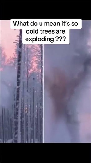 how is that even possible? 😱 exploding trees??? #nature #winter #tree #camping