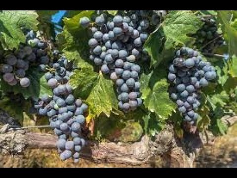 COMO Y CUANDO PODAR LA PARRA