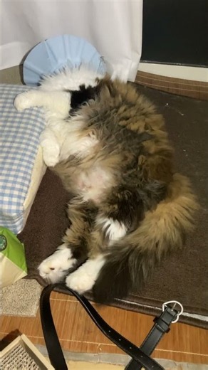 可愛らしい寝方の猫 ロン 皮膚炎で手作りのエリザベスカラー付けてます