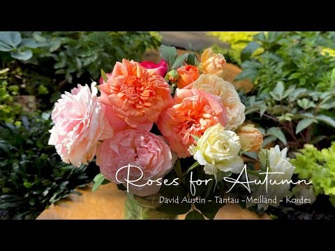 5 New Roses for Autumn 2025 • Pegasus, Mary Rose, Cottage Rose, Misaki & Claire • David Austin Roses